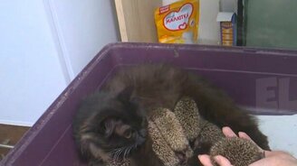 Кошка кормит ежат - смотреть видео (0:55)