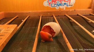 Как растёт птенец тукана - смотреть видео (8:52)