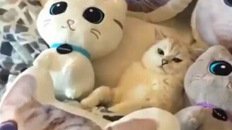 Осьминог и кот - мастера маскировки - смотреть видео (0:28)