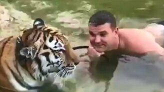 Искупал тигра в Дону - смотреть видео (0:38)