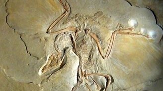 Эволюция полёта - смотреть видео (5:08)