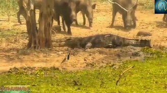 Неудачная вышла охота - смотреть видео (5:58)