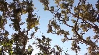 Как леопард охотится на обезьяну - смотреть видео (2:04)