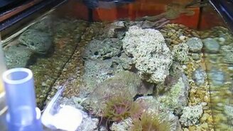 Кормёжка и общение с домашним осьминогом - смотреть видео (2:35)