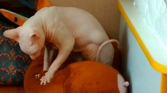 Кот профессионально массирует - смотреть видео (0:11)