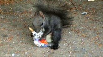 Белочка и мороженое - смотреть видео (2:45)