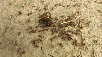 Шмель против муравьёв - смотреть видео (2:07)