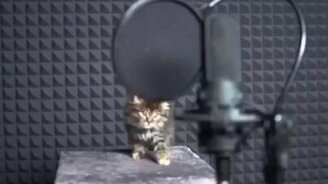 Песня маленьких котят - смотреть видео (0:48)