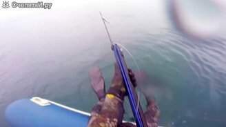 Встретился с белой акулой - смотреть видео (1:11)