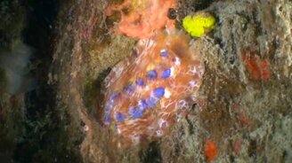 Удивительный многощетинковый червь - смотреть видео (2:43)