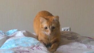 Кот-тиранозавр - смотреть видео (0:10)