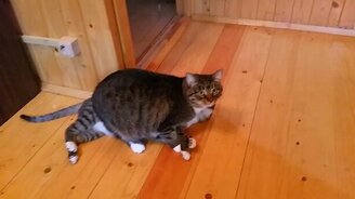 Давить авторитетом по-кошачьи - смотреть видео (0:12)