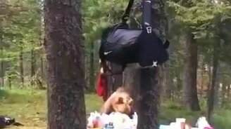 Медведь пришёл в гости? - смотреть видео (0:22)