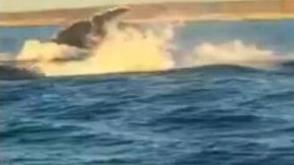 Лодочникам повезло встретить кита - смотреть видео (0:18)