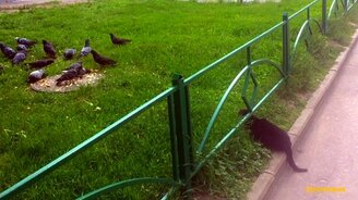 Жадность голубя сгубила - смотреть видео (0:29)