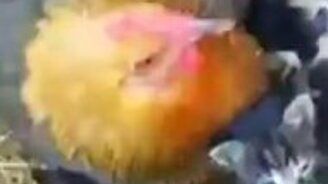 Курица высидела котят? - смотреть видео (0:52)