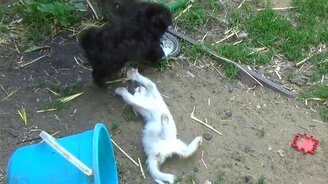 Приключения Мовки и Царапки в деревне - смотреть видео (2:20)