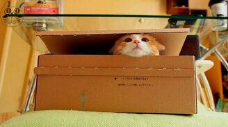 Картонные коробки и кошки - смотреть видео (4:17)