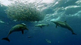 Охота за косяком сардин - смотреть видео (4:05)