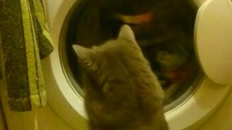 Кошка стирает вместе с машинкой - смотреть видео (0:38)