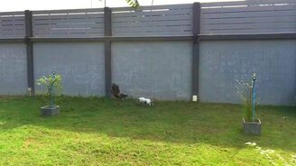 Собачья погоня за петухом-хулиганом - смотреть видео (1:40)