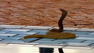 Кобра в бассейне - смотреть видео (0:50)