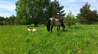 Раз упал, надо поваляться! - смотреть видео (0:34)