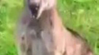 Кенгурёнок прячется в мамке - смотреть видео (0:32)