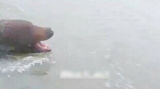 Плывущий на реке медведь напугал рыбаков в Якутии - смотреть видео (0:18)