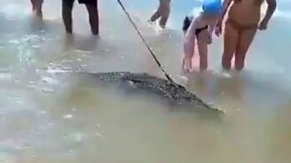 Мужчина купает крокодила - смотреть видео (0:30)