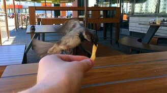 Воробьи и картошка фри - смотреть видео (1:22)