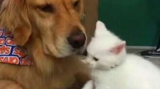 Игривый котёнок и спокойный пёс - смотреть видео (0:30)