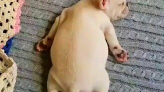 Трогательно спящий щенок - смотреть видео (0:26)