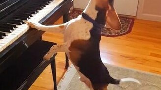 Настоящая собачья песня - смотреть видео (1:02)