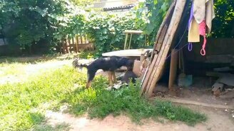 Кото-пёсьи игры - смотреть видео (1:06)