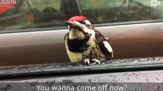 Дятел прокатился на машине - смотреть видео (1:42)