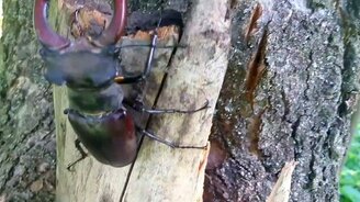 Потрясающий жук-олень - смотреть видео (1:00)