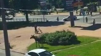 Лось в Санкт-Петербурге - смотреть видео (1:02)