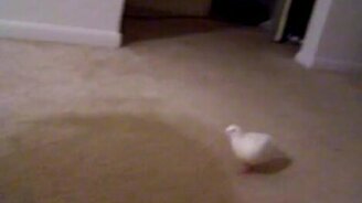 Смеющаяся горлица - смотреть видео (0:45)