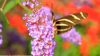 Десятка большущих насекомых - смотреть видео (10:27)