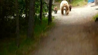 Встреча с семьёй медведей - смотреть видео (2:21)