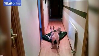 Кошка, уйди с моего места! - смотреть видео (1:41)