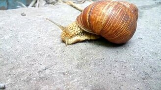 Виноградная улитка - смотреть видео (2:00)