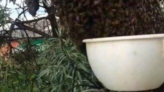 Сбор роя пчёл ковшом - смотреть видео (0:41)