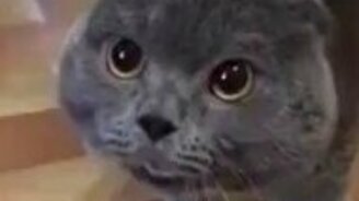 А, Галя, Галя, Галя! - смотреть видео (2:30)