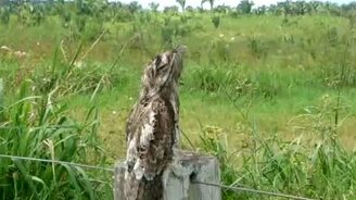 Козодой против палки - смотреть видео (0:49)