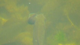 Рыба с гигантским глазом - смотреть видео (0:25)