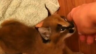 Милый маленький каракал - смотреть видео (1:00)