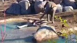 Задиристый гусь и слонёнок - смотреть видео (0:34)