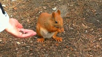 Кормим кормящую белочку - смотреть видео (1:48)